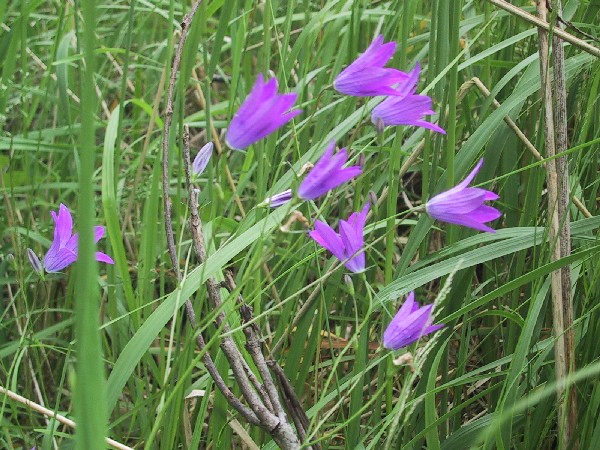 Campanula patula