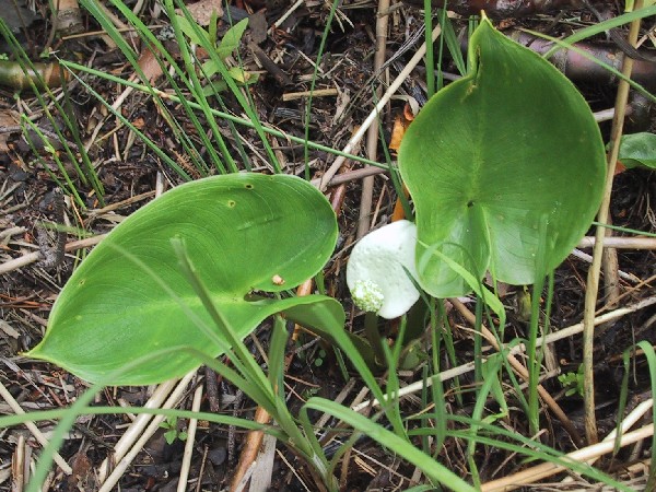 Calla palustris