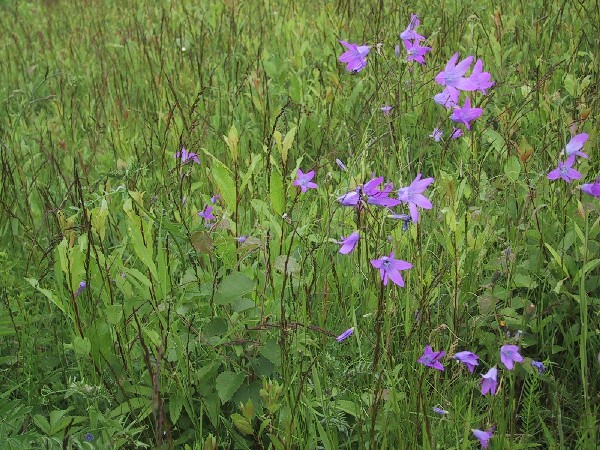 Campanula patula